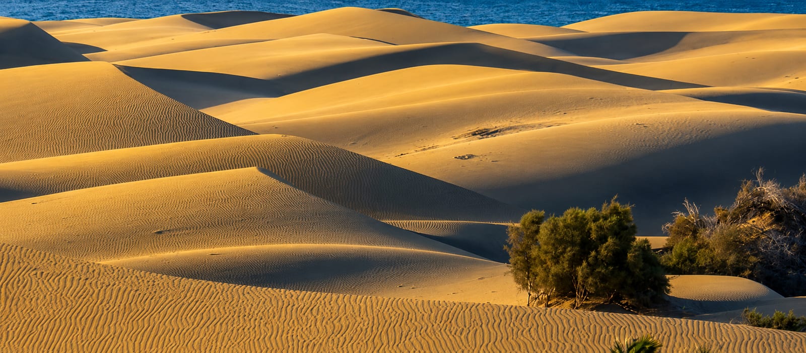 Golden dunes and the ocean seen from above